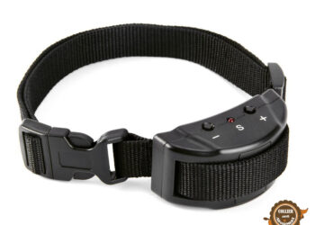 Quand mettre un collier Anti-aboiement ?