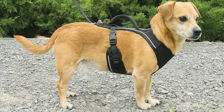 Quand mettre un harnais à son chien ?