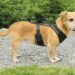 Quand mettre un harnais à son chien ?