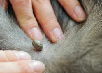 Quand meurt une tique ?