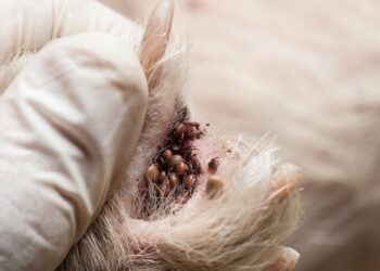 Quand meurt une tique ?