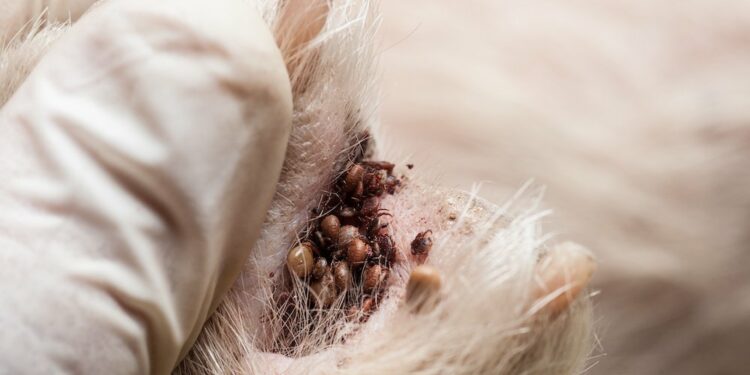 Quand meurt une tique ?