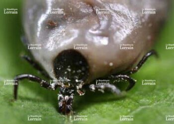 Quand meurt une tique ?