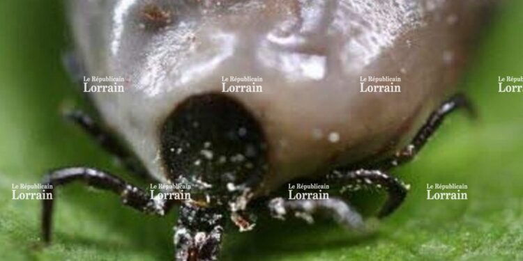 Quand meurt une tique ?