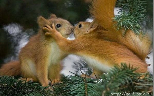 Quand naissent les bébés écureuils ?