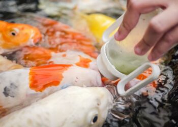 Quand ne plus nourrir les poissons rouges ?