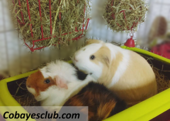 Quand nettoyer cage cochon d'Inde ?