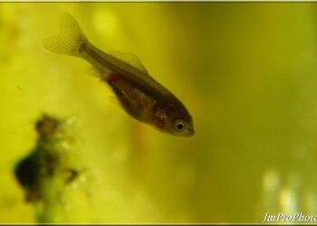 Quand nourrir les alevins ?