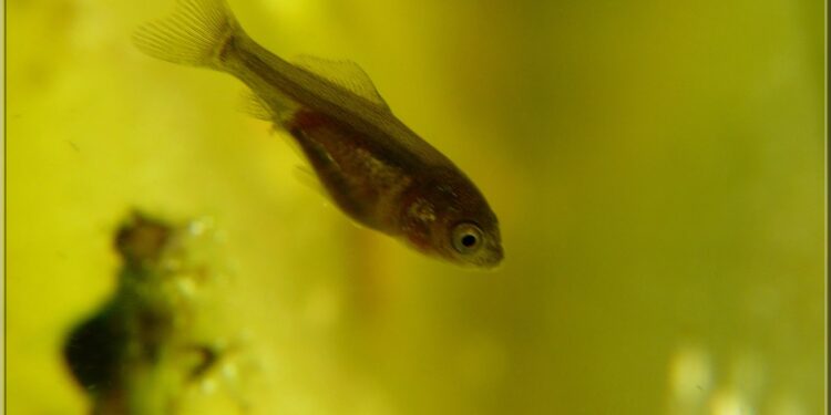 Quand nourrir les alevins ?