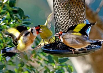 Quand nourrir les chardonnerets ?