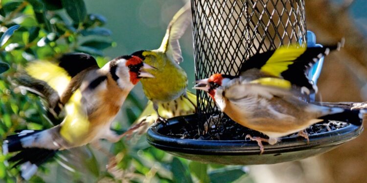 Quand nourrir les chardonnerets ?