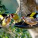Quand nourrir les chardonnerets ?