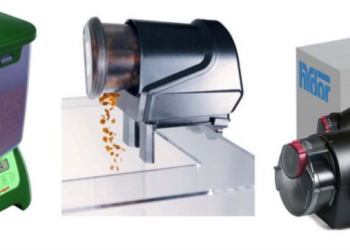 Quand nourrir les poissons d'aquarium ?