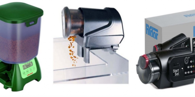 Quand nourrir les poissons d'aquarium ?