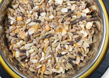 Quand nourrir les poules matin ou soir ?