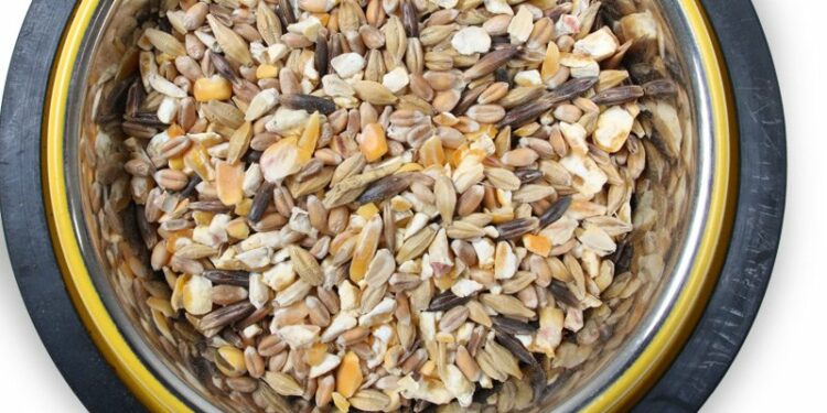 Quand nourrir les poules matin ou soir ?