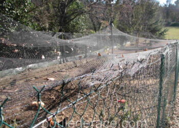 Quand nourrir les poules matin ou soir ?