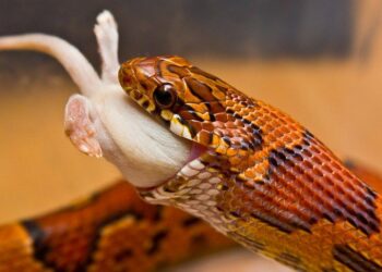 Quand nourrir son elaphe ?