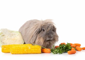 Quand nourrir un lapin ?