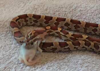 Quand nourrir un serpent ?