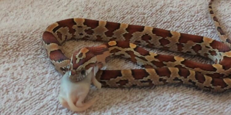 Quand nourrir un serpent ?