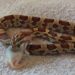 Quand nourrir un serpent ?