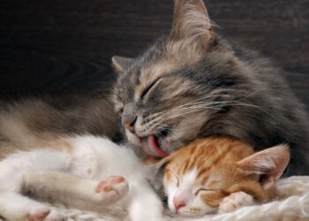 Quand on peut toucher les chatons ?