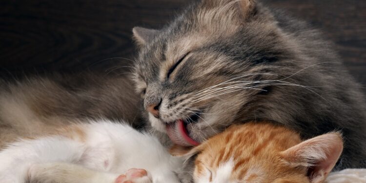 Quand on peut toucher les chatons ?