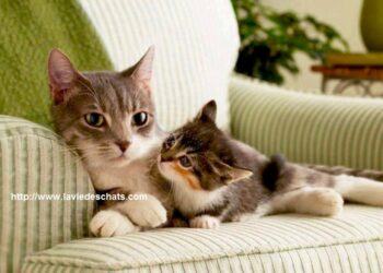 Quand on peut toucher les chatons ?