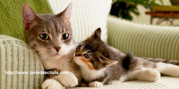 Quand on peut toucher les chatons ?