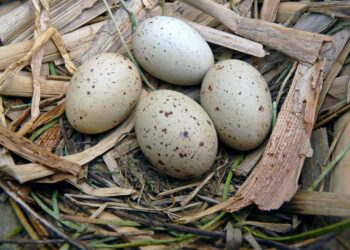 Quand pond une poule d'eau ?