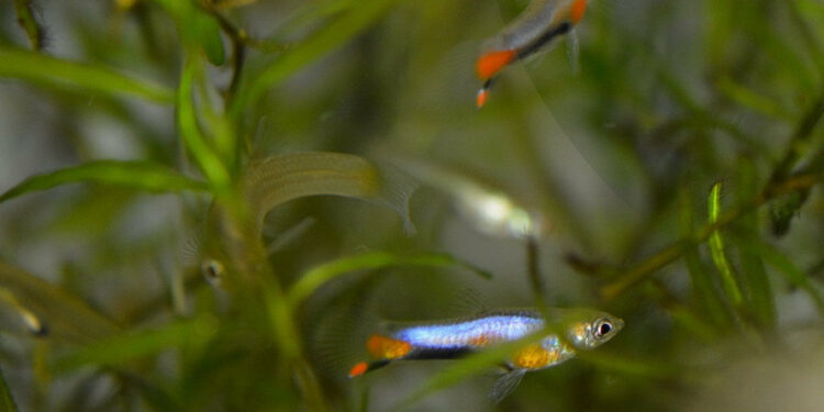 Quand pondent les guppy ?