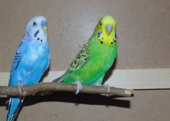 Quand pondent les perruches ?