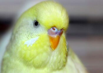 Quand pondent les perruches ?