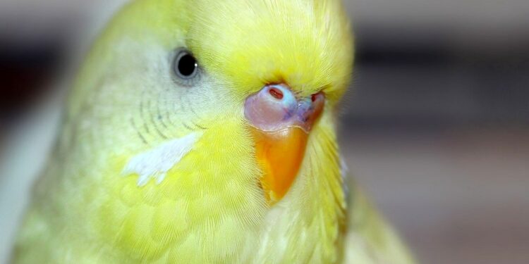 Quand pondent les perruches ?