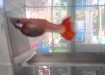 Quand pondent les poissons ?