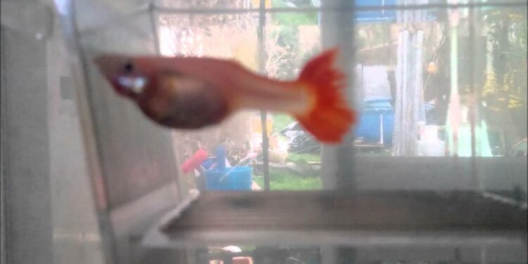 Quand pondent les poissons ?