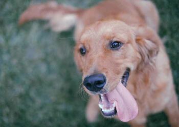 Quand promener son chien avant ou après manger ?