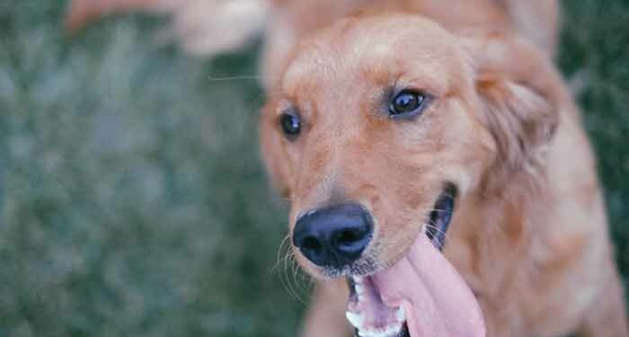 Quand promener son chien avant ou après manger ?