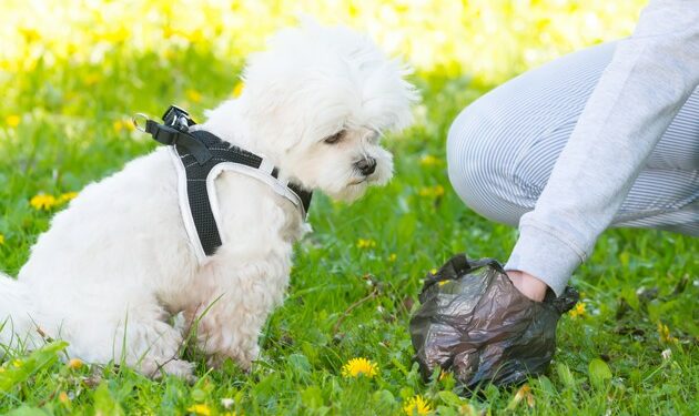 Quand ramasser les crottes de chien ?