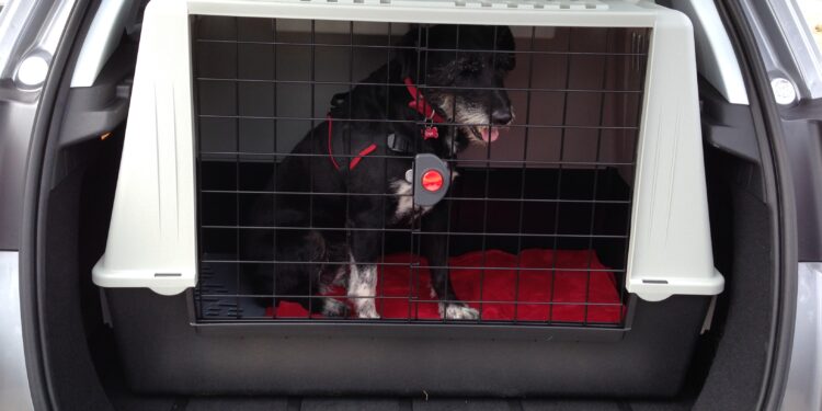 Quand retirer la cage de mon chien ?