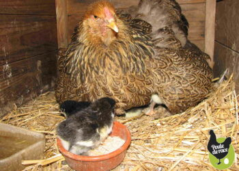 Quand retirer les œufs non éclos ?