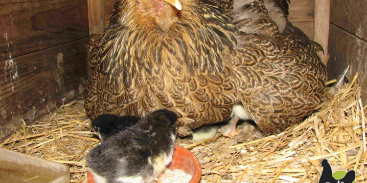 Quand retirer les œufs non éclos ?