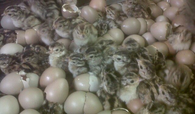 Quand retourner les œufs dans une couveuse ?