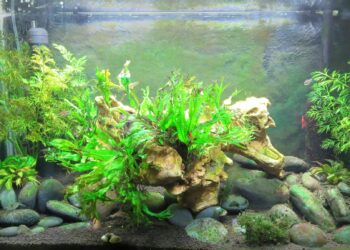 Quand se baigner après algicide ?