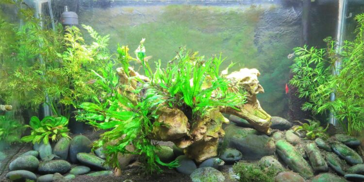 Quand se baigner après algicide ?