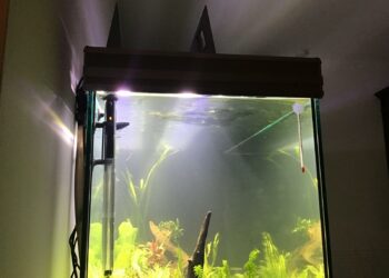 Quand se baigner après avoir mis du pH moins ?