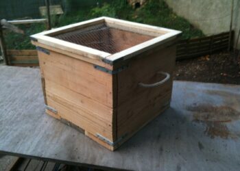 Quand s'enterre une tortue ?