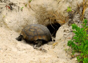 Quand s'enterre une tortue ?