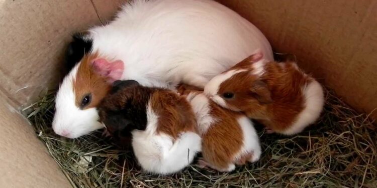 Quand séparer les bébés cochons d'Inde de leur mère ?